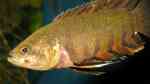 Aquarien mit Microctenopoma ansorgii (Orange-Buschfisch)