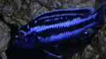 Einrichtungsbeispiele mit Melanochromis maingano / cyaneorhabdos (Einrichtungsbeispiele für Stahlblauer Maulbrüter)