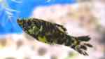 Einrichtungsbeispiele für die Haltung von Poecilia velifera (Segelkärpfling) im Aquarium