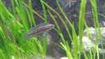Aquarien mit Julidochromis dickfeldi (Dickfelds Schlankcichlide)