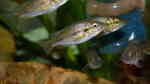 Harpagochromis sp. "orange rock hunter" im Aquarium (Einrichtungsbeispiele für Harpagochromis sp. "orange rock hunter")
