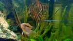 Aquarien mit Mesonauta festivus (Flaggenbuntbarsch)