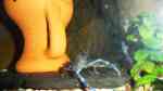 Garnelen im Aquarium halten (Garnelen-Becken)
