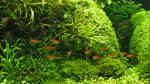 Aquarien mit Hyphessobrycon amandae (Feuertetra)