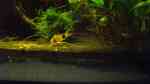 Panzerwelse im Aquarium halten (Einrichtungsbeispiele für Corydoras-Arten)