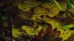 Aquarien mit Corydoras melini (Kopfbinden-Panzerwels)