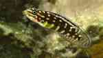 Aquarien mit Julidochromis marlieri (Schachbrett-Schlankcichlide)