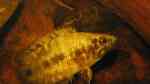 Ctenopoma nebulosum im Aquarium halten (Einrichtungsbeispiele für Niger-Buschfisch)