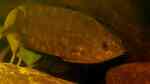 Ctenopoma nebulosum im Aquarium halten (Einrichtungsbeispiele für Niger-Buschfisch)
