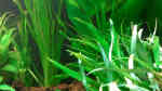 Aquarien mit Echinodorus palaefolius (Steifblättriger Froschlöffel)