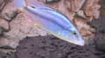 Einrichtungsbeispiele für die Haltung von Dimidiochromis compressiceps (Messerbuntbarsch) im Aquarium