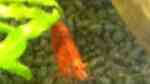 Aquarien mit Red Fire Garnelen (Neocaridina heteropoda)