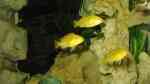 Einrichtungsbeispiele mit Labidochromis-Arten