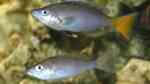 Aquarien mit Cyprichromis leptosoma (Blauer Heringscichlide)