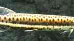 Aquarien für Boulengerella maculata (Gefleckter Hechtsalmler)