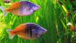 Aquarien mit Regenbogenfische (Melanotaeniidae)