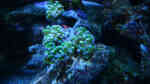 Fimbriaphyllia paraancora im Aquarium halten (Einrichtungsbeispiele für Hammerkoralle)