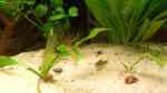 Aquarien für Corydoras habrosus (Schachbrett-Zwergpanzerwels)