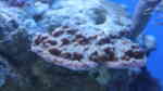Montipora cactus im Aquarium halten (Einrichtungsbeispiele für Kleinpolypige Steinkoralle)