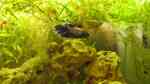 Kampffische im Aquarium halten (Einrichtungsbeispiele mit Betta-Arten)