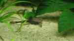Einrichtungsbeispiele mit Bratpfannenwelsen (Bunocephalus coracoideus)