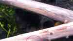 Einrichtungsbeispiele für die Haltung Raubturmdeckelschnecken (Anentome helena) im Aquarium