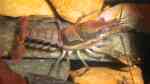 Procambarus dupratzi im Aquarium halten (Einrichtungsbeispiele für Procambarus dupratzi)