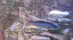 Einrichtungsbeispiele für die Haltung von Champsochromis caeruleus (Forellenbuntbarsch) im Aquarium