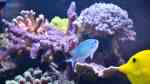 Acropora plumosa im Aquarium halten (Einrichtungsbeispiele für Kleinpolypige Steinkoralle)