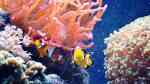 Clownfische im Aquarium halten (Einrichtungsbeispiele für Anemonenfische)