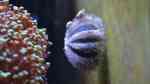 Mespilia globulus im Aquarium halten (Einrichtungsbeispiele für Kugel-Seeigel)