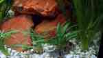 Aquarien mit Corydoras schwartzi (Schwartz´ Panzerwels)