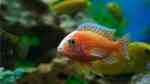 Aulonocara Firefish im Aquarium (Einrichtungsbeispiele mit Fire Fisch)