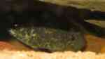 Aquarien mit Ctenopoma acutirostre (Leopardbuschfisch)