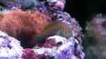 Aquarien mit Gobiodon histrio (Blaupunkt-Korallengrundel)