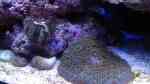 Echinoidea-Arten im Aquarium halten (Einrichtungsbeispiele mit Seeigeln)