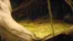 Engelswels im Aquarium halten (Einrichtungsbeispiele für Pimelodus pictus)
