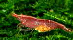 Aquarien mit Red Fire Garnelen (Neocaridina heteropoda)