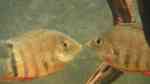 Aquarien mit Heros efasciatus (Rotkeil-Augenfleckbuntbarsch)