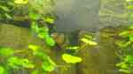 Prachtschmerle im Aquarium halten (Einrichtungsbeispiele für Chromobotia macracanthus)