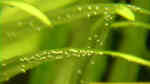Aquarien mit Echinodorus grisebachii (Schmalblättrige Amazonasschwertpflanze)