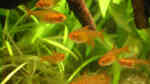 Aquarien mit Hyphessobrycon amandae (Feuertetra)