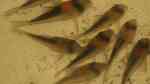 Aquarien mit Corydoras adolfoi (Adolfos Panzerwels)