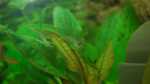 Aquarien mit Cryptocoryne wendtii (Grüner Wasserkelch)