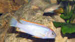 Aquarien mit Pseudotropheus sp. "perspicax orange cap"
