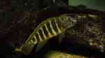 Eretmodus cyanostictus im Aquarium halten (Einrichtungsbeispiele für Gestreifte Grundelbuntbarsche)