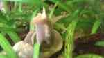 Lymnaea stagnalis im Gartenteich halten (Einrichtungsbeispiele für Spitzschlammschnecke)