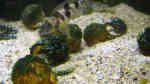 Aquarien mit Lepidiolamprologus boulengeri (Boulengers Schneckenbuntbarsch)