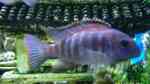 Tropheus im Aquarium halten (Einrichtungsbeispiele für Brabantbuntbarsche)