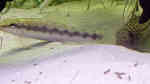 Aquarien für Peckoltia pulcher (Zwergharnischwels, L-103)